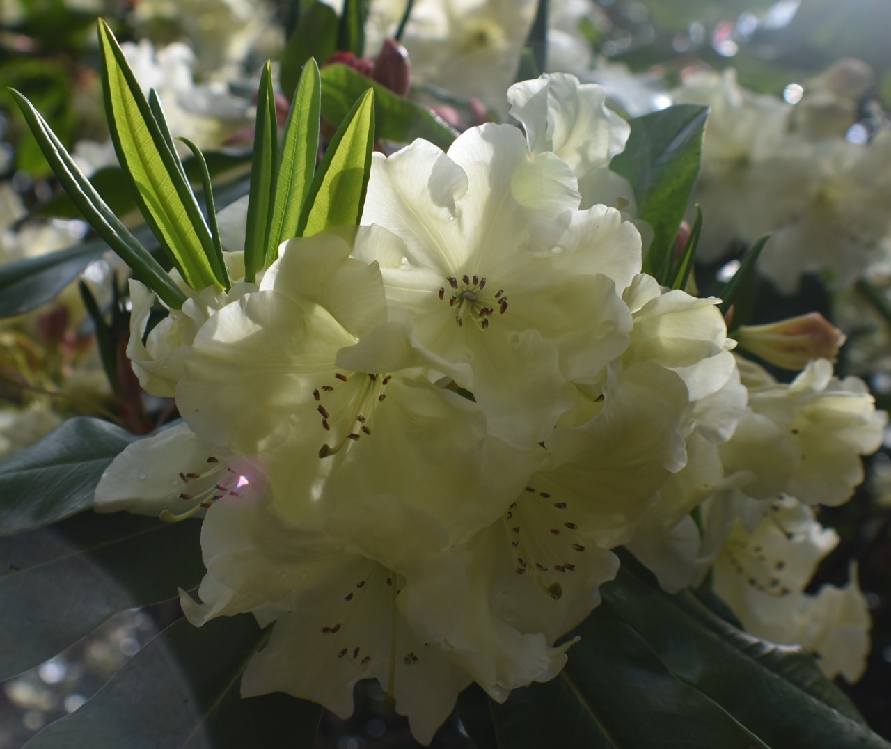 'Victory' x 'Idealist'